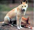 Les dingos sont des chiens sauvages, non originaires d'Australie. Ils ont probablement été abandonnés par les pêcheurs indonésiens il y a plusieurs siècles.